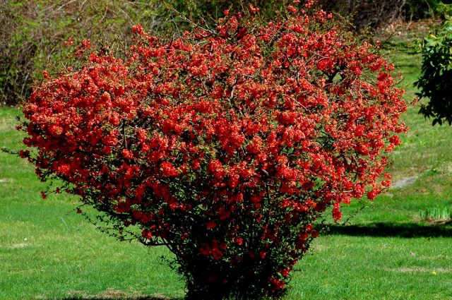 Do barberries prune