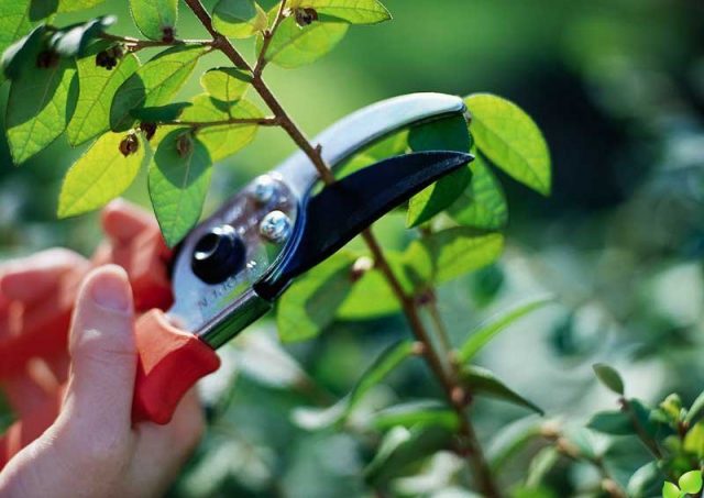 Do barberries prune