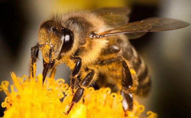 Do bees eat honey