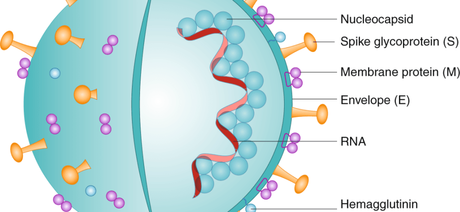 Do children tolerate COVID-19 more easily because they have better immunity? How to recognize a virus infection?