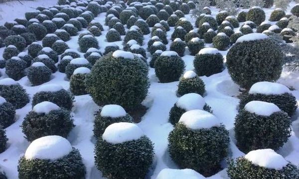 Do I need to cover boxwood for the winter: care in the fall, preparation and warming of young, evergreen bushes in different regions