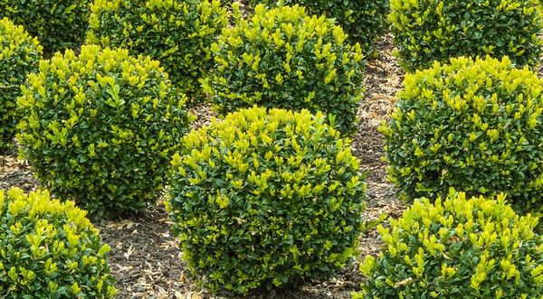 Do I need to cover boxwood for the winter: care in the fall, preparation and warming of young, evergreen bushes in different regions