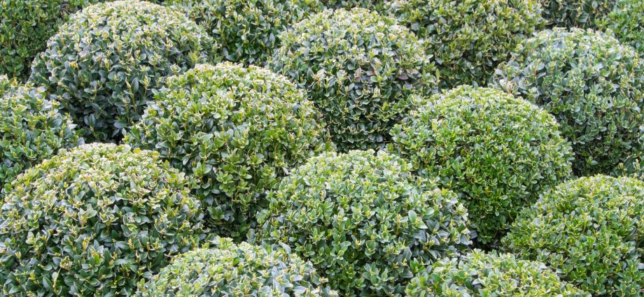 Do I need to cover boxwood for the winter: care in the fall, preparation and warming of young, evergreen bushes in different regions