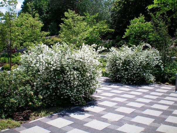 Do I need to cover jasmine for the winter: leaving in the fall, pruning, preparing young mock orange bushes in the Urals and other regions