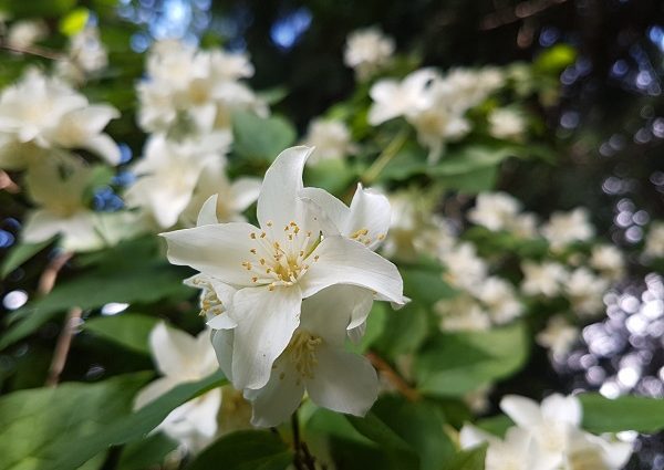 Do I need to cover jasmine for the winter: leaving in the fall, pruning, preparing young mock orange bushes in the Urals and other regions