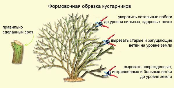 Do I need to cover Potentilla for the winter: pruning and care in the fall, preparing the bush for frost in the Moscow region and other regions