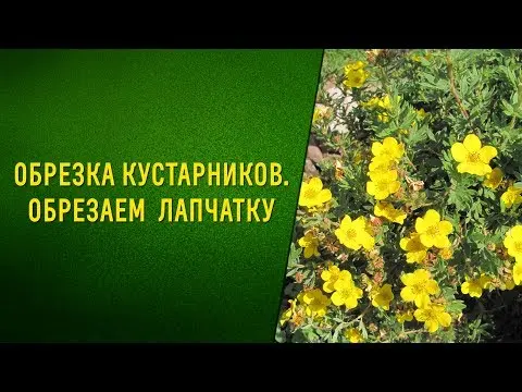 Do I need to cover Potentilla for the winter: pruning and care in the fall, preparing the bush for frost in the Moscow region and other regions