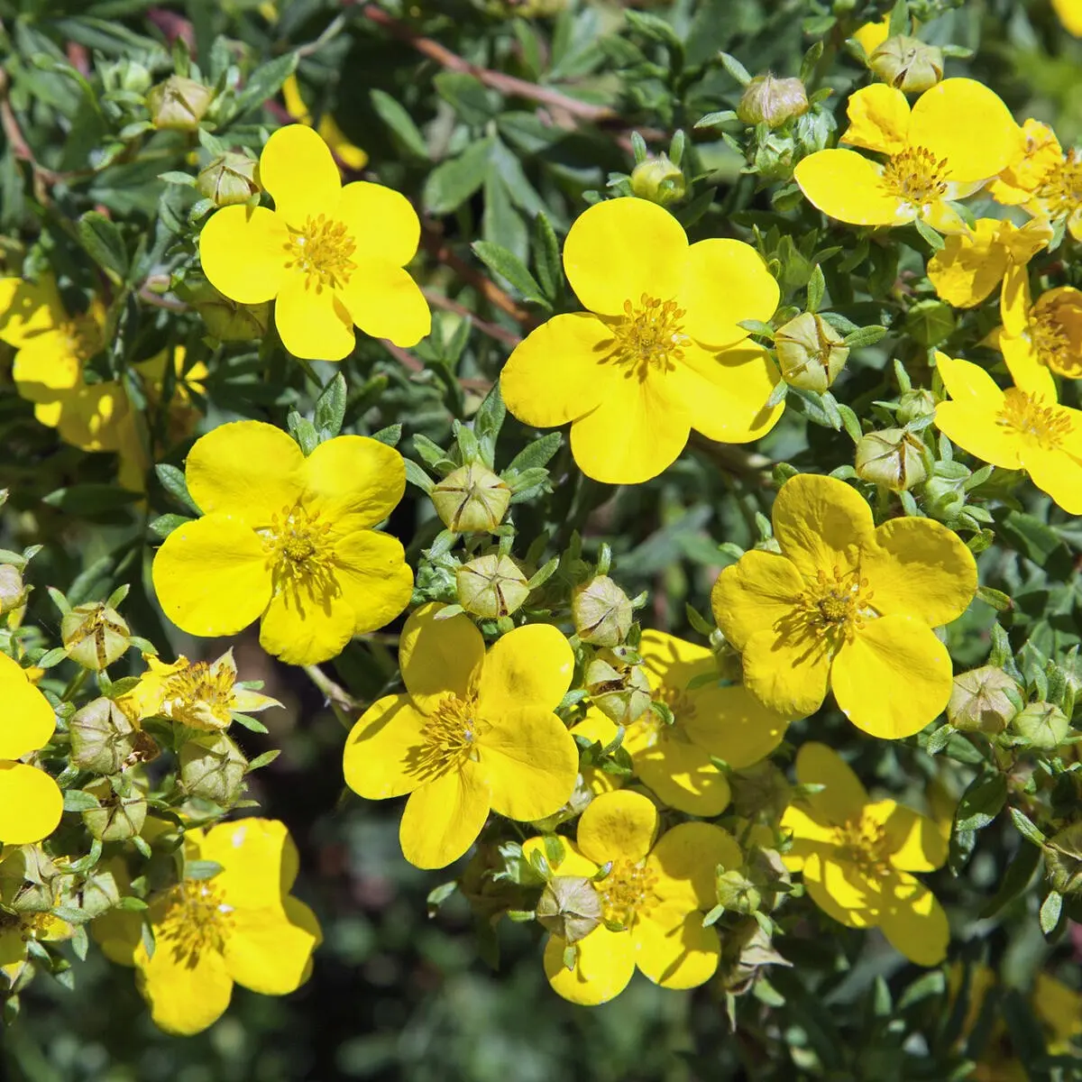 Do I need to cover Potentilla for the winter: pruning and care in the fall, preparing the bush for frost in the Moscow region and other regions