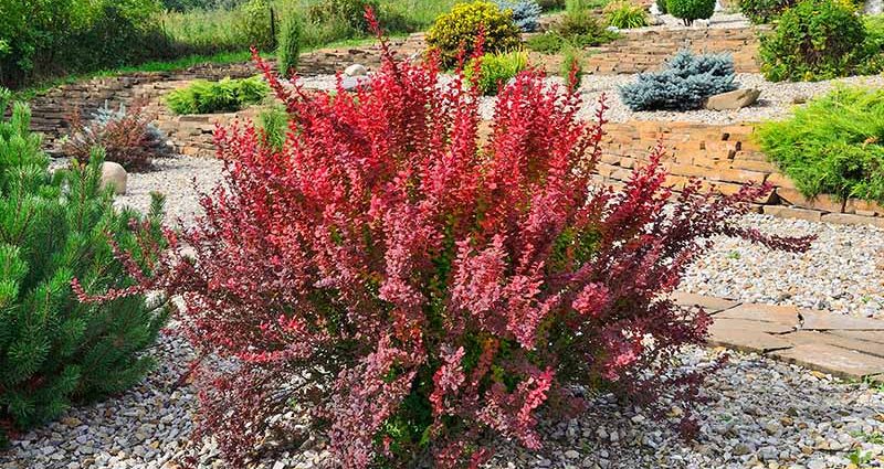 Do I need to cover the barberry for the winter and how to properly prepare a young plant of different varieties for the cold