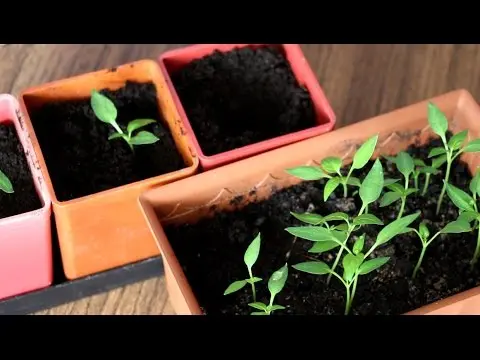 Do I need to dive seedlings of pepper 