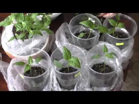 Do I need to dive seedlings of pepper 