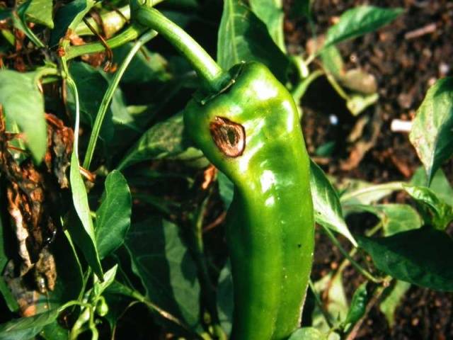 Do I need to dive seedlings of pepper 