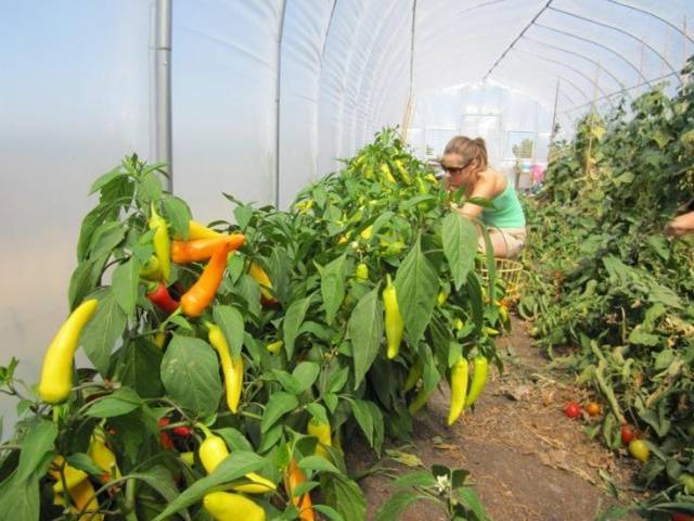 Do I need to dive seedlings of pepper 