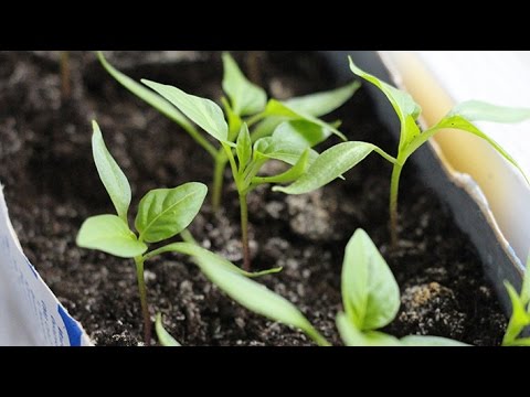 Do I need to dive seedlings of pepper 