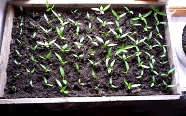 Do I need to dive seedlings of pepper 