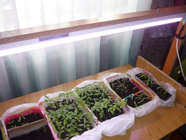 Do I need to dive seedlings of pepper 