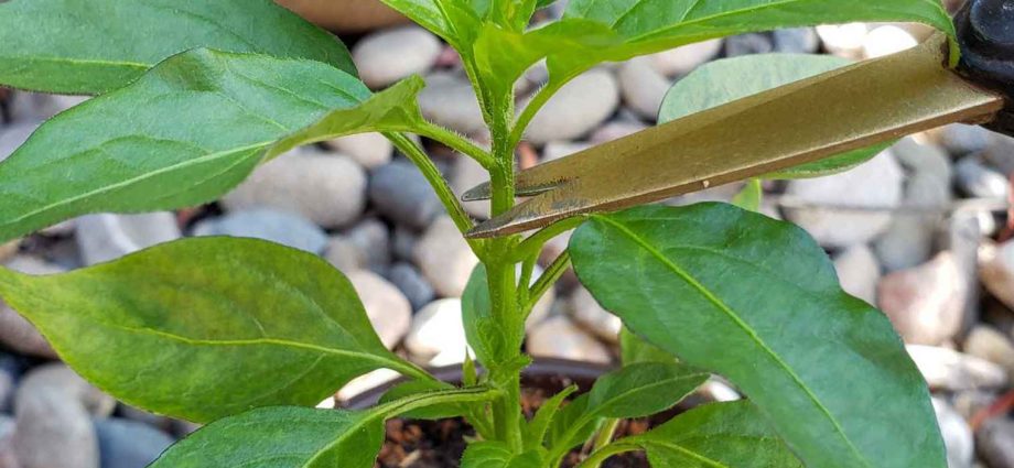 Do I need to dive seedlings of pepper 