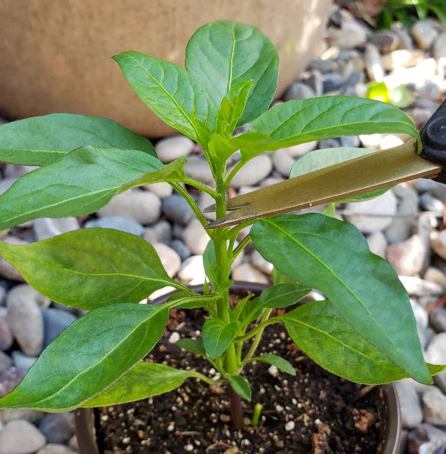 Do I need to dive seedlings of pepper 