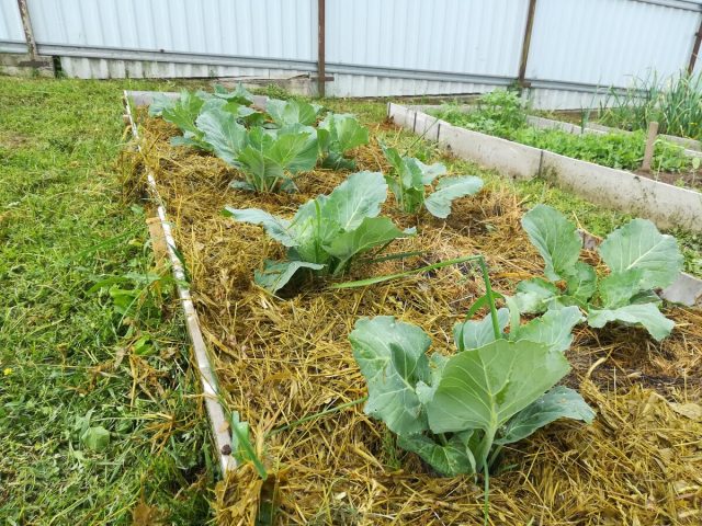 Do I need to mulch cabbage in the open field