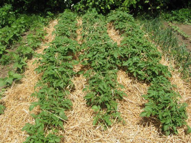 Do I need to mulch cabbage in the open field