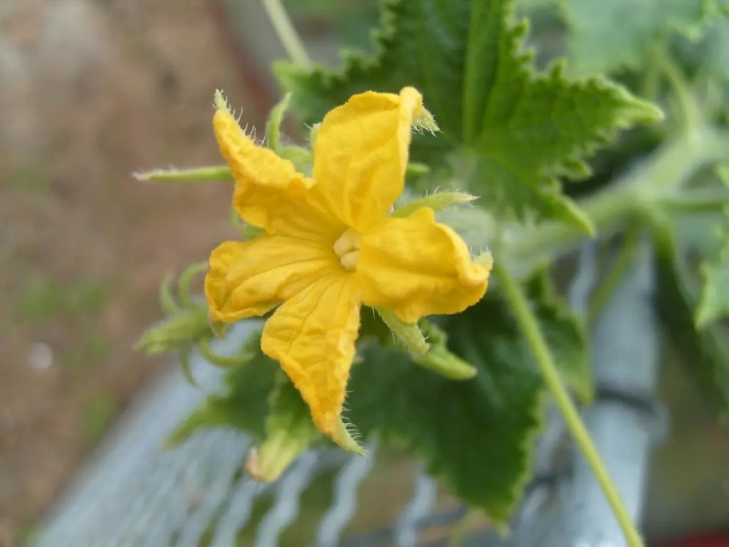 Do I need to pinch cucumbers and how to do it with video