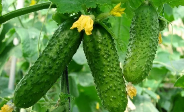 Do I need to pinch cucumbers and how to do it with video