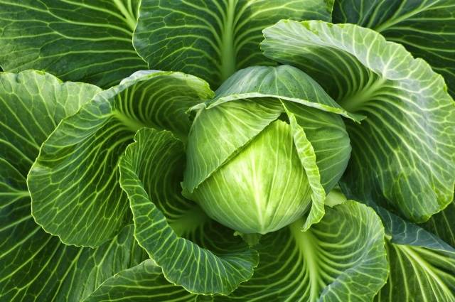 Do I need to remove the lower leaves from cabbage