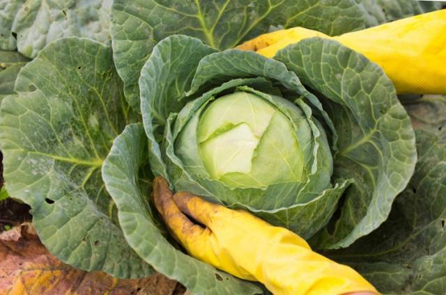 Do I need to remove the lower leaves from cabbage