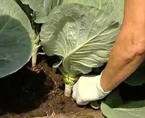 Do I need to remove the lower leaves from cabbage