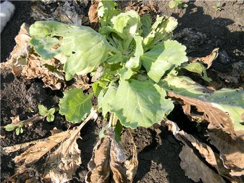 Do I need to remove the lower leaves from cabbage