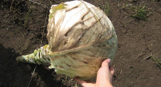 Do I need to remove the lower leaves from cabbage