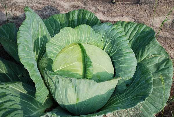 Do I need to remove the lower leaves from cabbage