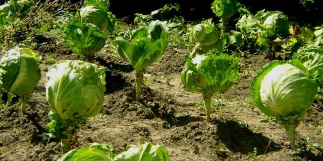 Do I need to remove the lower leaves from cabbage