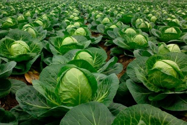 Do I need to remove the lower leaves from cabbage