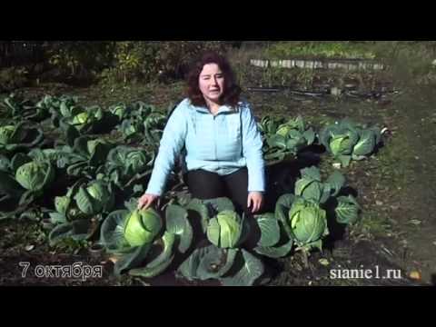 Do I need to remove the lower leaves from cabbage