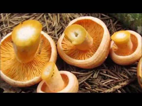 Do I need to soak mushrooms before salting and frying