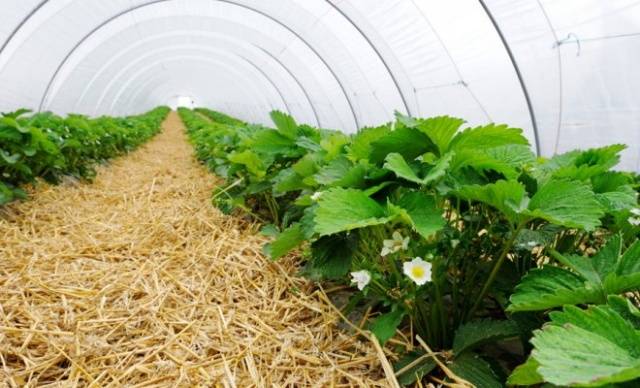 Do-it-yourself arcs for a greenhouse 