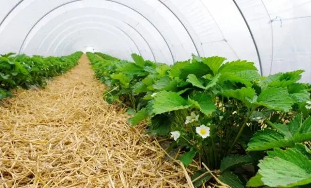 Do-it-yourself arcs for a greenhouse 