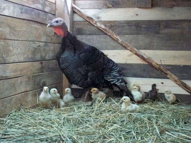 Do-it-yourself barn for turkeys + photo