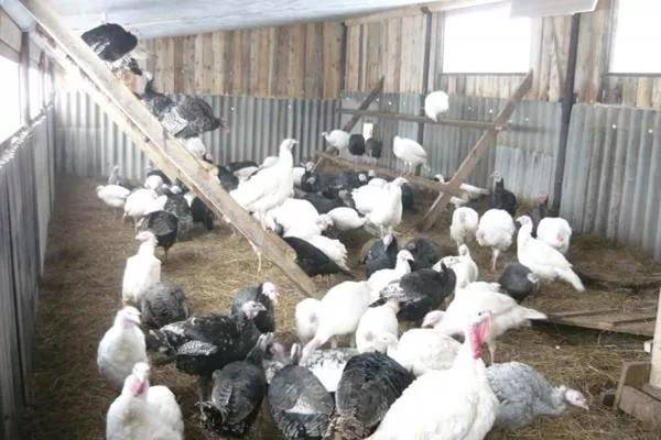 Do-it-yourself barn for turkeys + photo