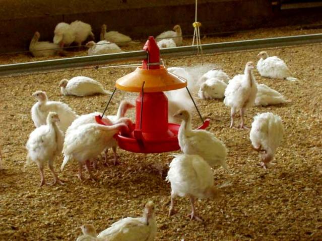 Do-it-yourself barn for turkeys + photo