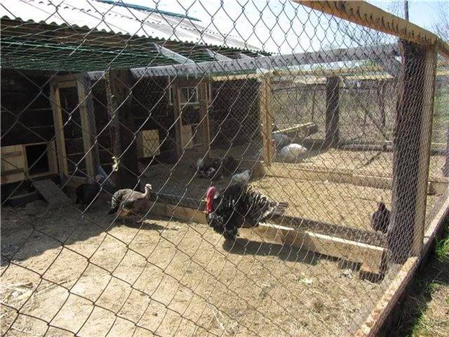 Do-it-yourself barn for turkeys + photo