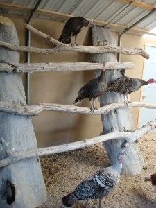 Do-it-yourself barn for turkeys + photo