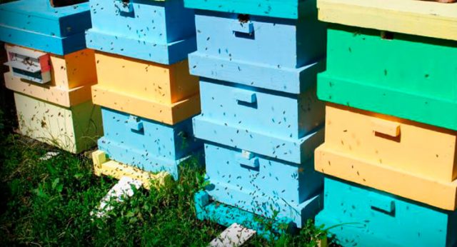 Do-it-yourself beehive from expanded polystyrene (polystyrene)