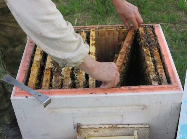 Do-it-yourself beehive from expanded polystyrene (polystyrene)