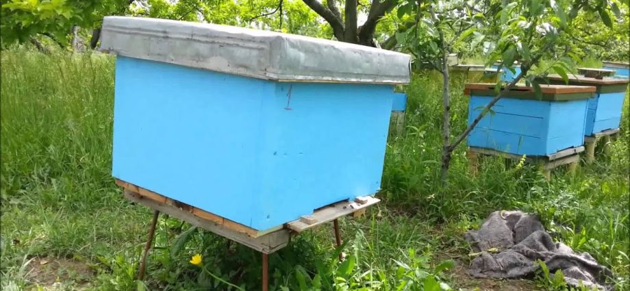 Do-it-yourself beehive from expanded polystyrene (polystyrene)