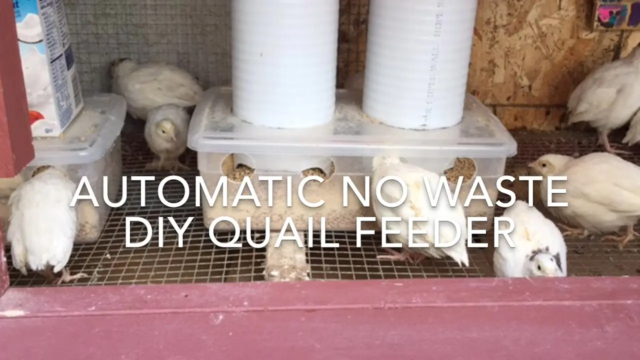 Do-it-yourself bunker feeders for quails: video