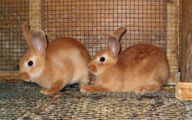 Do-it-yourself cage for a dwarf rabbit