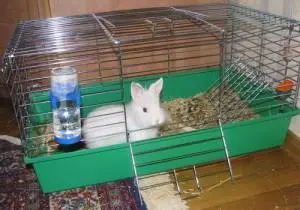 Do-it-yourself cage for a dwarf rabbit