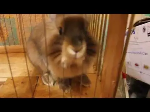 Do-it-yourself cage for a dwarf rabbit